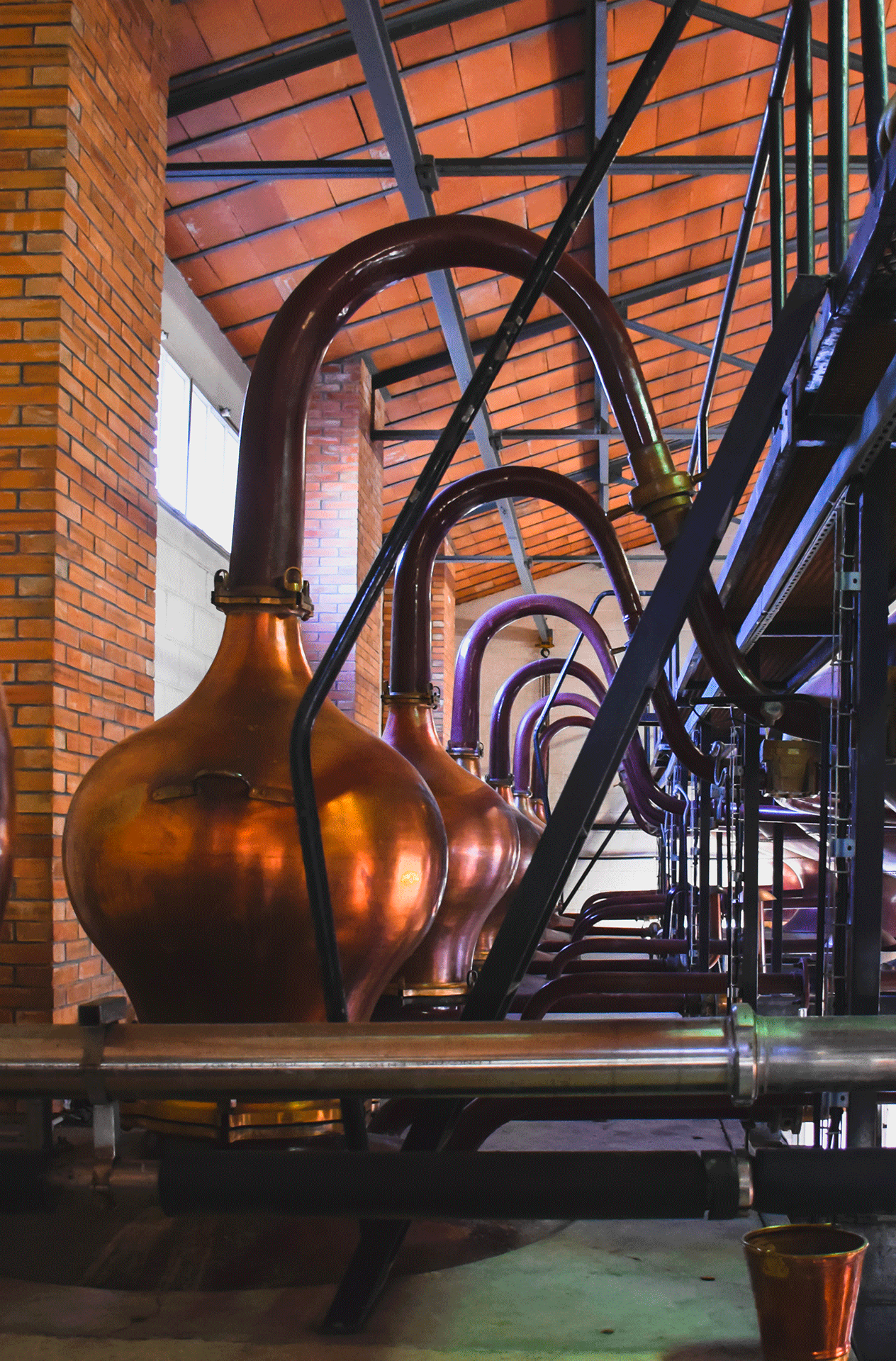 Distillation Tiffon Braastad à Jarnac avec Trot'z Ride